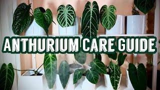 A Comprehensive Anthurium Care Guide [upl. by Ttenaj129]