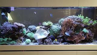 Peninsula Reeftank after 3 Years and 3 Month [upl. by Triley]