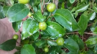 frutíferas produzindo em vaso graviola jabuticaba Cambuci a venda em Niterói 21989297468 para envio [upl. by Child186]