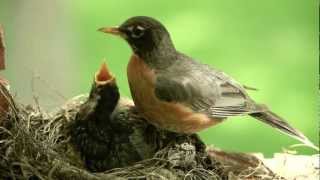 Mother bird feeding worms to cute baby Robin Canon 5D II [upl. by Aisatna823]