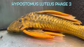 Hypostomus luteus Phase 3 [upl. by Ecadnac]