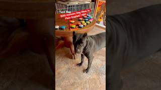 📣 My Cane Corso Says quotMOMMYquot in ENGLISH You’ll LOVE What She Says Next shorts talkingdog [upl. by Tsew27]