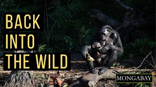 Back into the Wild Ekola ya Bonobo sanctuary reintroduces bonobos to the Congo Basin forests [upl. by Alad743]