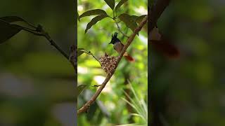 Paradise Flycatcher Nesting Behavior in 4K  Feeding Chicks shorts youtubeshorts shortsvideo [upl. by Pine]