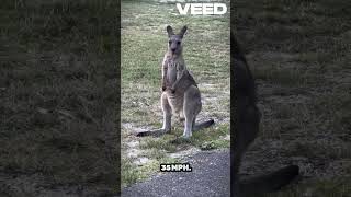 Remarkable Kangaroos Natures High Jumpers and Masters of Reproductive Pause [upl. by Darees]