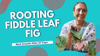 Fiddle Leaf Fig Propagation Update Root Growth After 27 Days [upl. by Mckale]