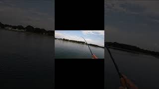 Striped Bass Takes Down an Albie Snax Hungry Fish fishingvideo stripedbass stripedbassfishing [upl. by Walworth]