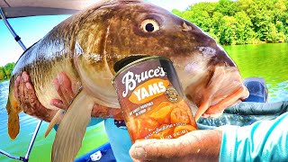 Easy Way To Catch Loads Of Carp They Simply Cant Resist This Bait [upl. by Tremann]