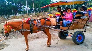 KUDA DELMAN 🎯 Bule sih Kuda Kemayoran  Horse  Dancing Horse  Pony  Horse drawn carriage [upl. by Sharpe340]