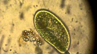 Paramecium digeriendo microalgas [upl. by Nowujalo]