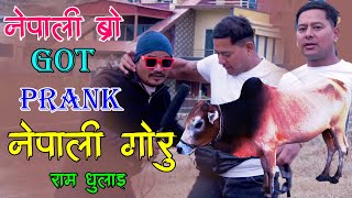 Gone Fighting New Nepali Prank अन्तरास्ट्रिय गोरु Got Prank नेपाली ब्रो Prank By Kapil Magar 2080 [upl. by Tarfe]