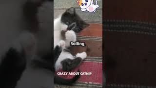 Cat Fact 19 Catnip Craze [upl. by Eliathan]