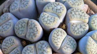 Planta piedra o Lithops  Jardinería [upl. by Drahsir]