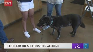 Help clear shelters this weekend [upl. by Branch]