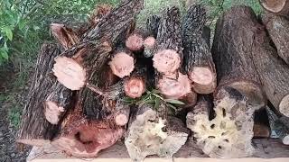 How To Cure Hardwood Naturally [upl. by Ellecrag]