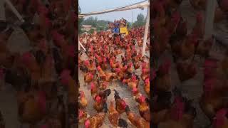 Lots of local farming hen  pk bedifferent shorts [upl. by Intisar186]