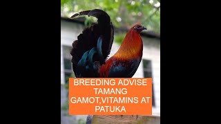 Sabong tips BREEDING ADVISE TAMANG GAMOTVITAMINS AT PATUKA [upl. by Aynotak]