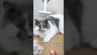 A Fun and Easy Way to Groom Your Pet aumuca aumucapetbrush cats catlover catgrooming cat [upl. by Ettenrahs]