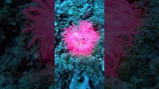 Amazing pink sea anemone  Nemo fish underwater anemone anemonefish nemo scubadiving [upl. by Trevorr]