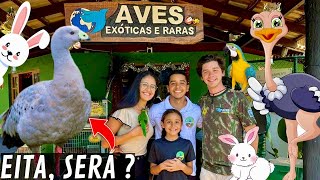 Aves Exóticas e Raras  Ganso Cereopsis  filhote de avestruz  Quem é o Koji   Aves Recriar [upl. by Janerich]