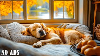 12 Hours of Calming Music to Help Your Dog Calm Relax and Sleep  Music Therapy for Dogs Helps [upl. by Bloom351]