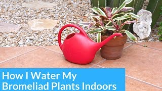 How I Water Bromeliads Growing Indoors  Joy Us Garden [upl. by Ryan174]