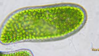 Paramecium bursaria movement [upl. by Jaddan]