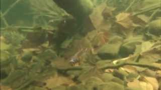 Brook Trout Underwater [upl. by Tiffanle]