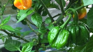 Hydroponic Carolina Reaper  Kratky Hydroponic Method 09 [upl. by Crowley]