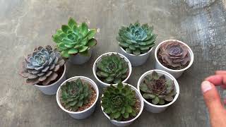 LET’S TALK ABOUT SOME MISTAKES WITH SUCCULENT KEEPING [upl. by Ihculo]