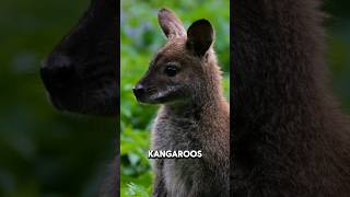 Kangaroo The Amazing Hopper That Cant Move Backward facts animals subscribe [upl. by Melinda548]