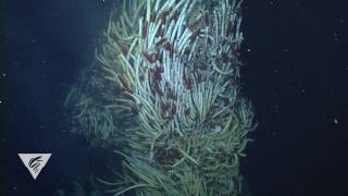 Hydrothermal vent communities in the Gulf of California [upl. by Daphene]