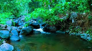 Relax Your Mind in Green Forest Listen Sounds of Nature Murmuring Stream and Chirping Birds ASMR [upl. by Lyon672]