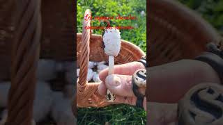 Armé de mon fusil à champignons cueillette cuisinedesauvages biophilie [upl. by Girovard356]