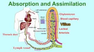 Absorption and AssimilationVILLUS vitamins and water enter into body fluids through the villi [upl. by Serilda]