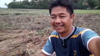 Persiapan Lahan Sawah MT1 2017 Menebarkan Jerami Sebelum Dibajak [upl. by Warde]