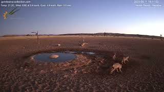 Namib Desert Waterhole Live Stream  Jackaling Around 09112023 [upl. by Spike]