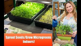 3 Techniques for SPROUTING SEEDS amp Growing MICROGREENS to Eat in DAYS [upl. by Munshi846]