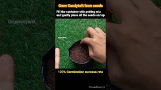 How to grow Candytuft at home 100success with germination update shorts candytuft gardening [upl. by Hairam239]