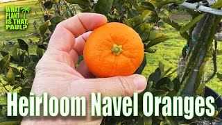 Heirloom Navel Oranges TASTE and REVIEW  ALSO A NAVEL HANDPICKED FROM MY YARD [upl. by Eelrehpotsirhc]