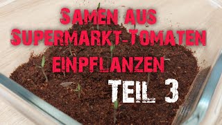 Tomatenpflanzen aus Samen von SupermarktTomaten selbst ziehen  Teil 3  Alle Samen sind gekeimt [upl. by Margarette123]