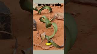 Welwitschia plant plantsknowledge facts encyclopedia desert plant [upl. by Fiorenza271]