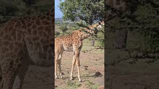 wildlife africannationalpark kenyannationalpark masaimaranationalpark [upl. by Eindys]