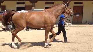 20 Hind limb lameness [upl. by Eden]