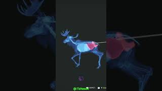 Insane Texas Heart Shot on a Moose 😱🔫 cotw shorts [upl. by Erdnaet]