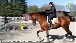 Vertikaler Aufrichtungskrampf bei Oliveira Stables amp Ariane Telgen Gruselbilder Google Pferdestory [upl. by Nyliahs]