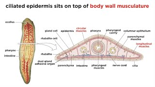 Phylum Platyhelminthes Part 1 General Characteristics [upl. by Schecter]