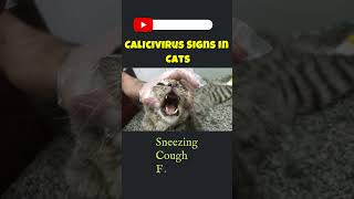 Calicivirus Signs In Cats  Feline Calicivirus shortscatcarecathealthcalicivirusviralpetlovers [upl. by Aruasor]