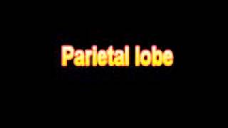 What Is The Definition Of Parietal lobe Medical School Terminology Dictionary [upl. by Meibers961]