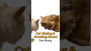 Cat Hissing and Growling Sound Effect 😾 cat catshorts cutecat viral [upl. by Klimesh]